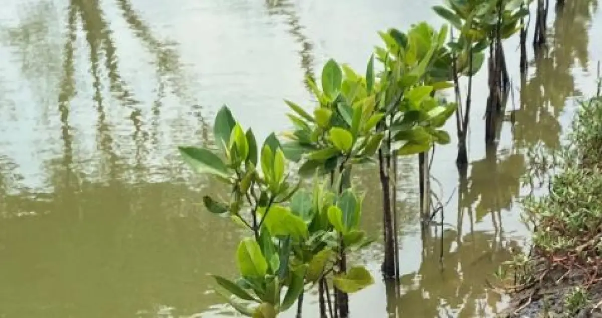 BNI Rehabilitasi 50 Hektare Mangrove di Banyuwangi, Berikan Dampak Ekonomi ke 5.000 Warga